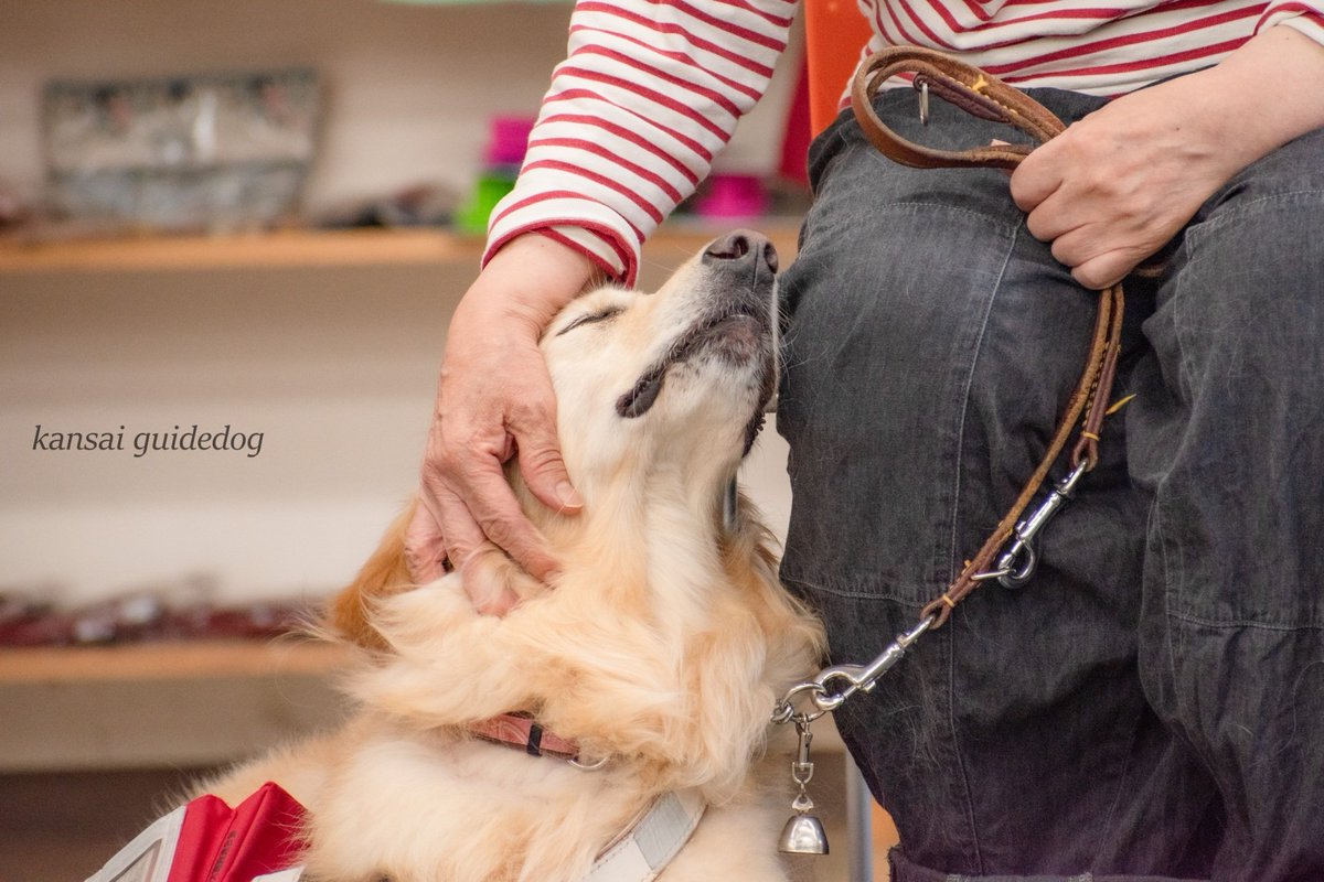 kansaiguidedog's tweet photo. 【引退式】
本日、一頭の盲導犬が引退しました。
式の最中に「撫でて」とすり寄り、それに優しく応えるユーザーさんの姿に、ふたりに流れたあたたかな時間と深い絆を感じました。
たくさんの愛を持って引退の日まで大切に接してくださったこと、心より感謝いたします。 https://t.co/YUY5Sy9O4b