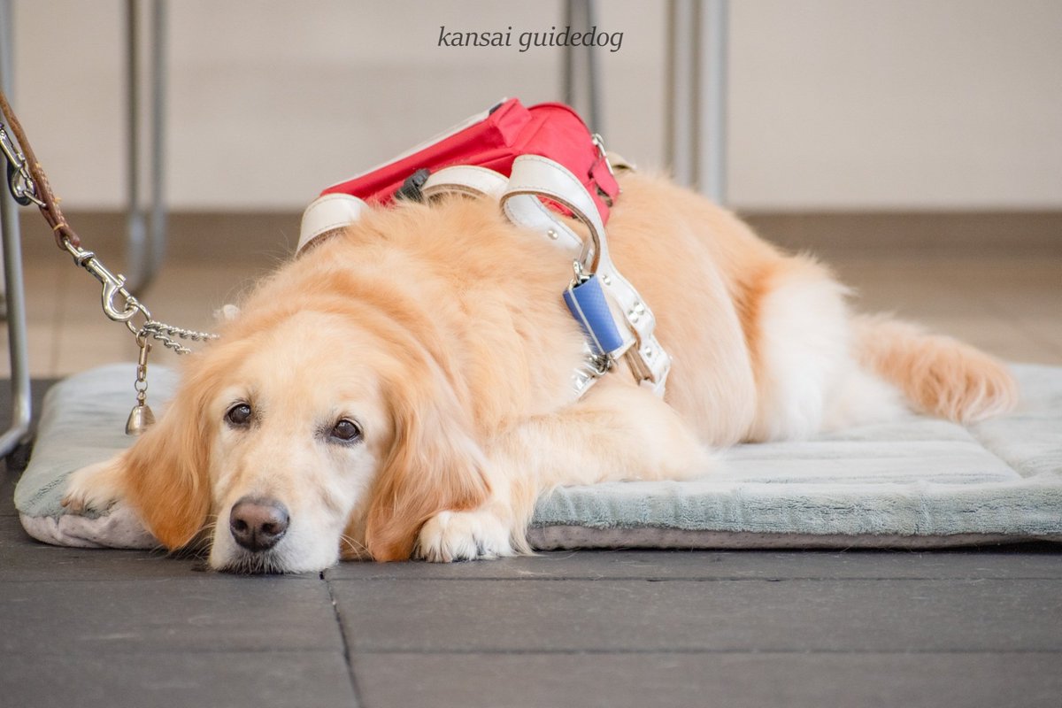 kansaiguidedog's tweet photo. 【引退式】
本日、一頭の盲導犬が引退しました。
式の最中に「撫でて」とすり寄り、それに優しく応えるユーザーさんの姿に、ふたりに流れたあたたかな時間と深い絆を感じました。
たくさんの愛を持って引退の日まで大切に接してくださったこと、心より感謝いたします。 https://t.co/YUY5Sy9O4b