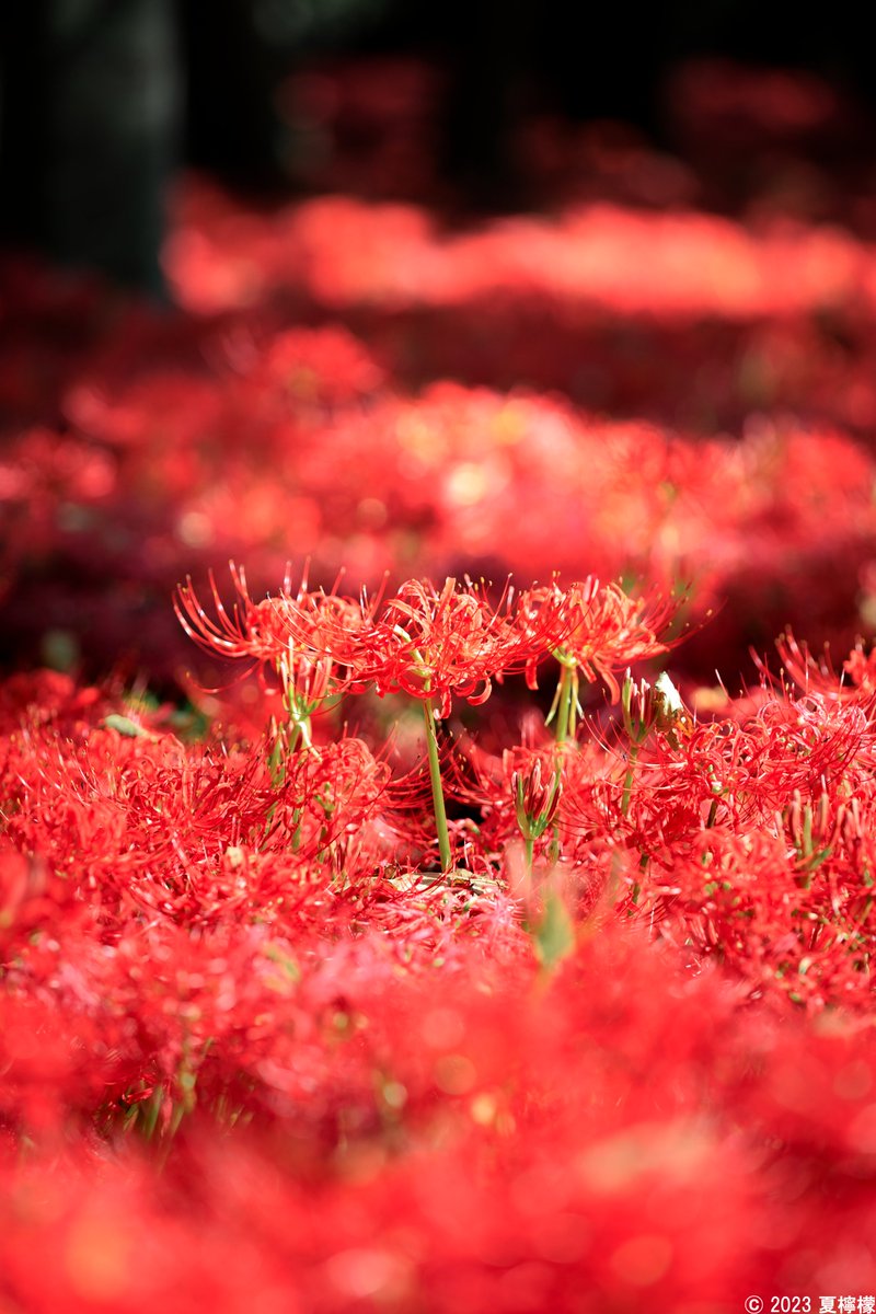 天界に咲く赤き花