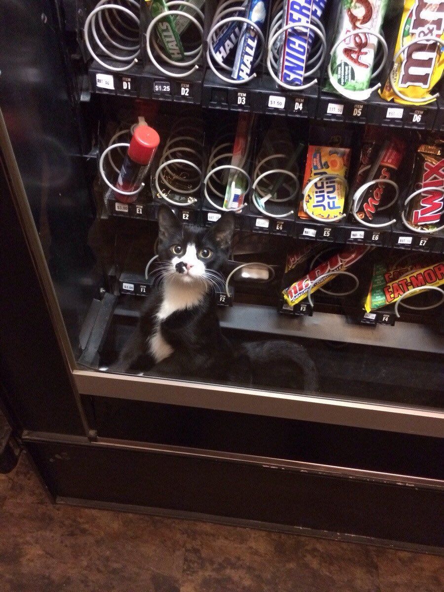 ShouldHaveCat's tweet photo. https://t.co/28wD7y6HQC