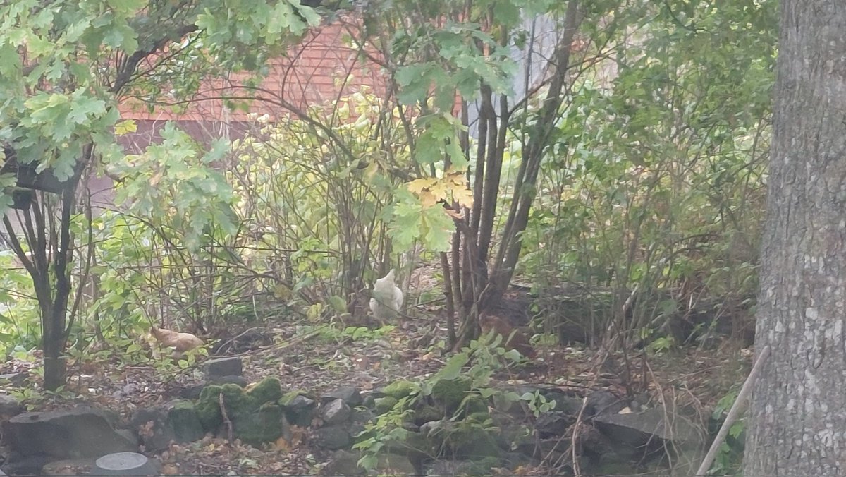 PikkasenTuhma's tweet image. No nyt ne naapurin kanat on taas meidän pihassa... odottelen tässä josko tuolta toisen naapurin pihasta tulisi kettu 😬... #Espoo #Kanat #Naapuri