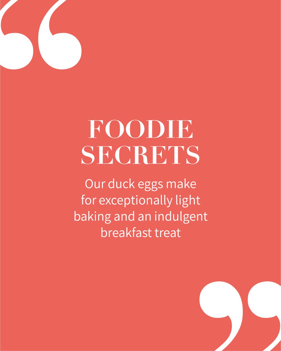 Best eggs for baking? Our Braddock Whites 🧁
With their generous yolks, and slightly larger yolk to white ratio, our delicious duck eggs make the lightest, fluffiest bakes, and today we’re celebrating their brilliance by sharing our fabulous flourless chocolate cake recipe.