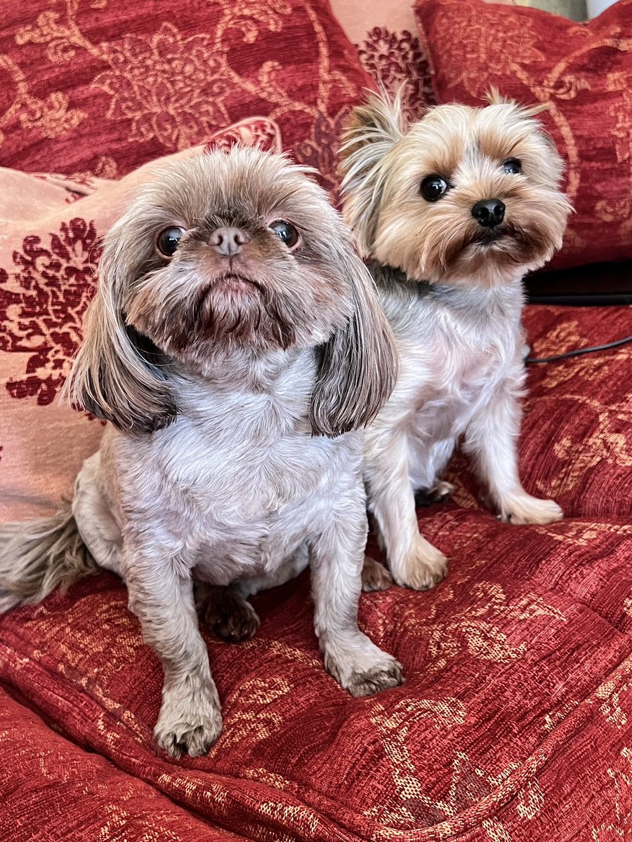 SHE’S NOT MY GURLFRIEND!!!! Can someone tell her please #ZSHQ