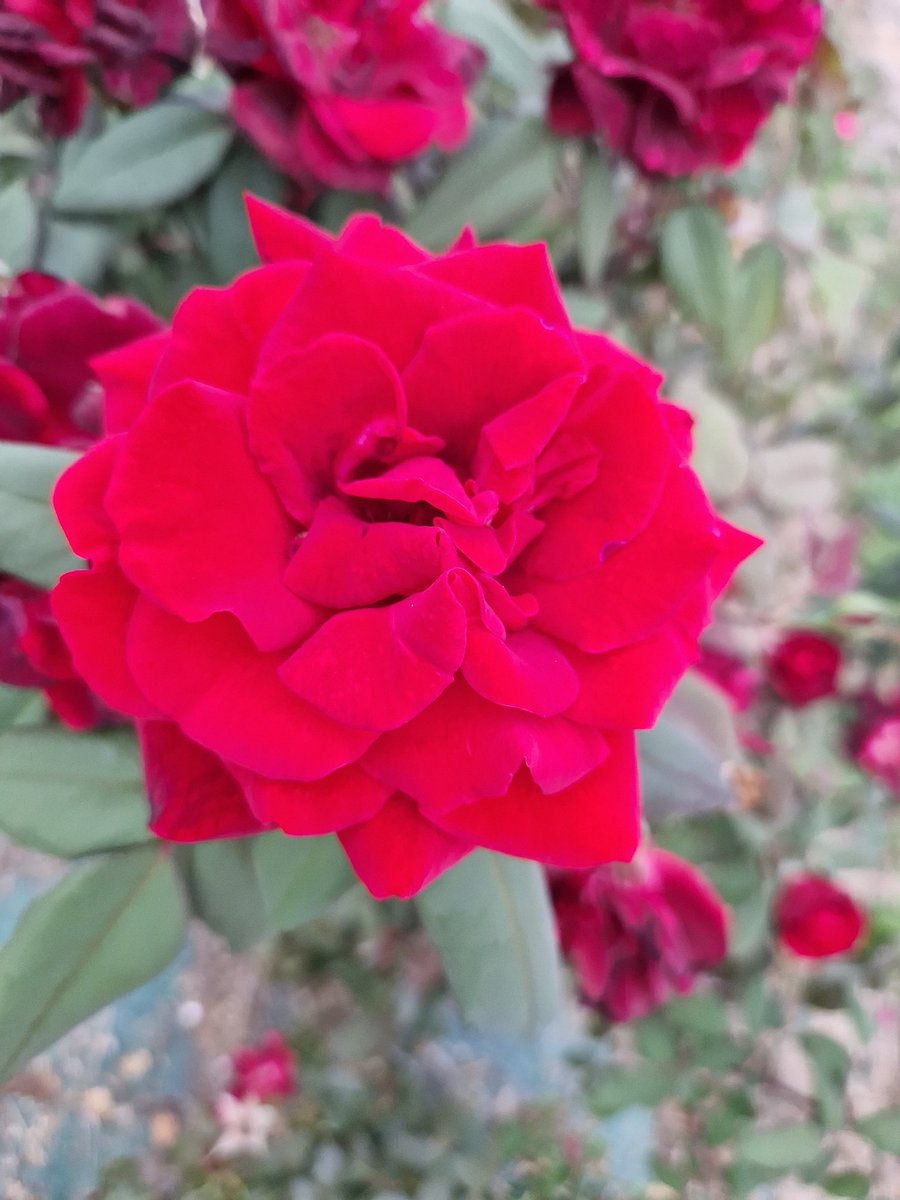 WillyLozano's tweet photo. Chés😘.
🌹 ¡¡¡¡Moltes felicitats!!!!🌹 En el #DíaDeLaComunitatValenciana  gaudir-lo al màxim. Carpe Diem.
Una forta abraçada🫶🌹🌹🌹🌹🌹😘
#9Octubre
#FestaDelPobleValencià https://t.co/odOSdboIrL