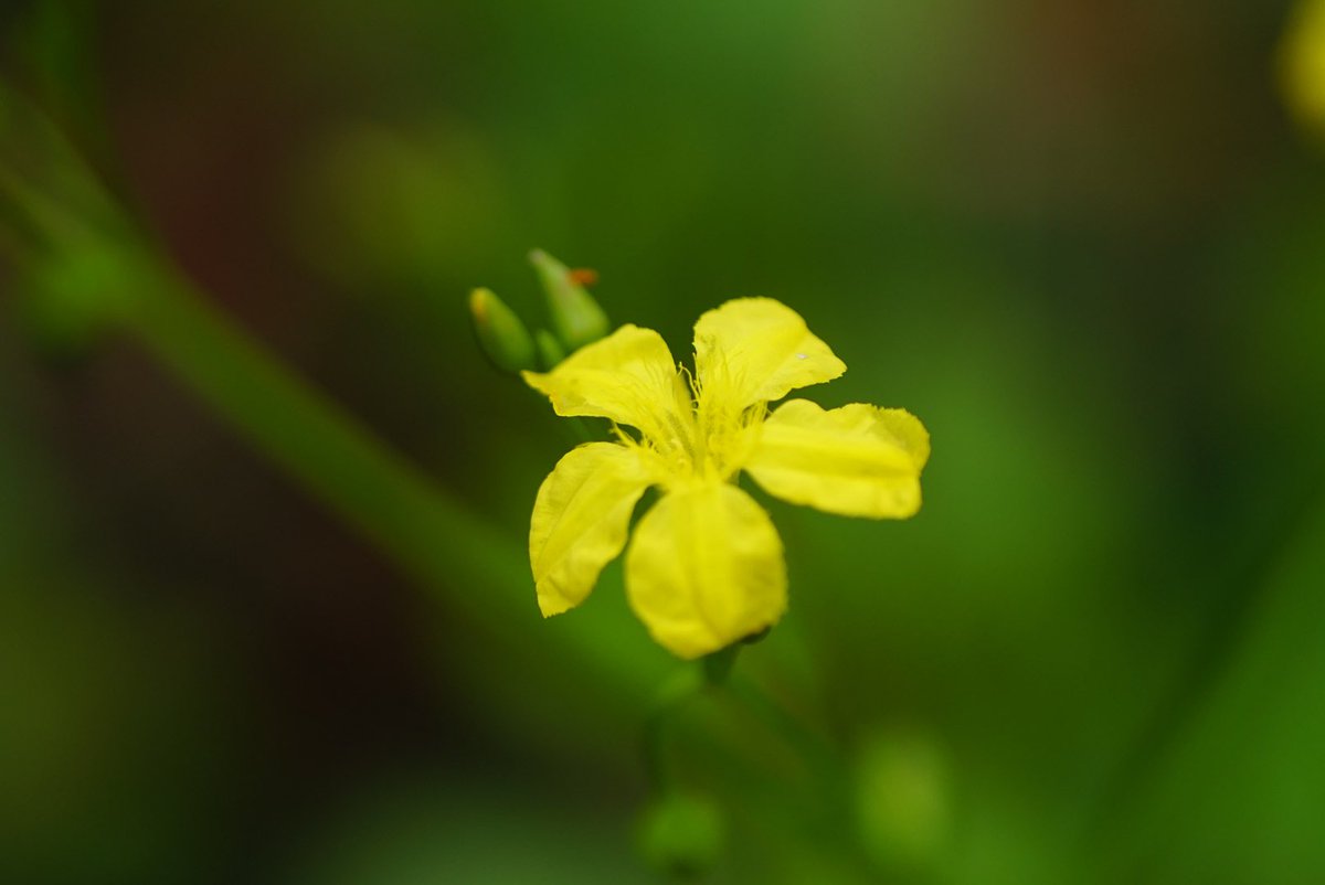 lost_in_botany's tweet photo. I’m thinking #Liparophyllum latifolium #Menyanthaceae! Popping up all over the place through the boranup forest! I’m more use to seeing this family near or in wetlands but this areas isn’t really what I would have considered a wetland 🤔 I wonder what it is exactly? https://t.co/LZp7F22fnu