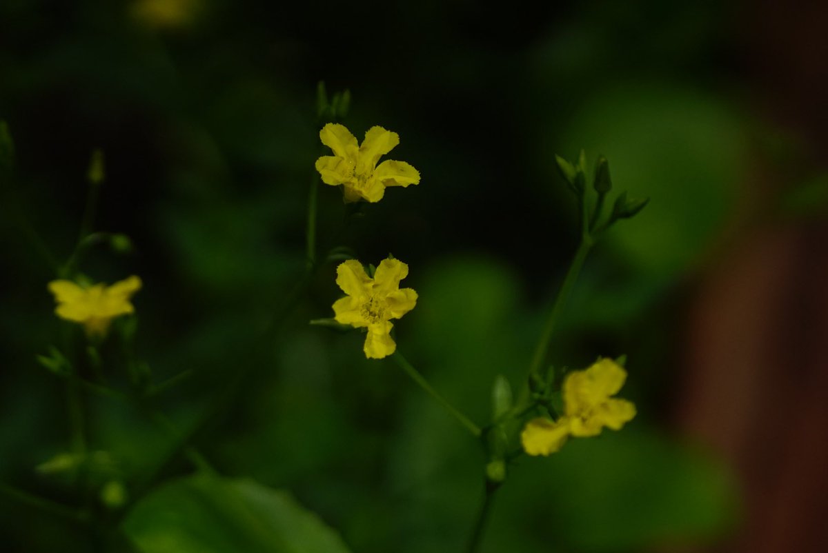 lost_in_botany's tweet photo. I’m thinking #Liparophyllum latifolium #Menyanthaceae! Popping up all over the place through the boranup forest! I’m more use to seeing this family near or in wetlands but this areas isn’t really what I would have considered a wetland 🤔 I wonder what it is exactly? https://t.co/LZp7F22fnu