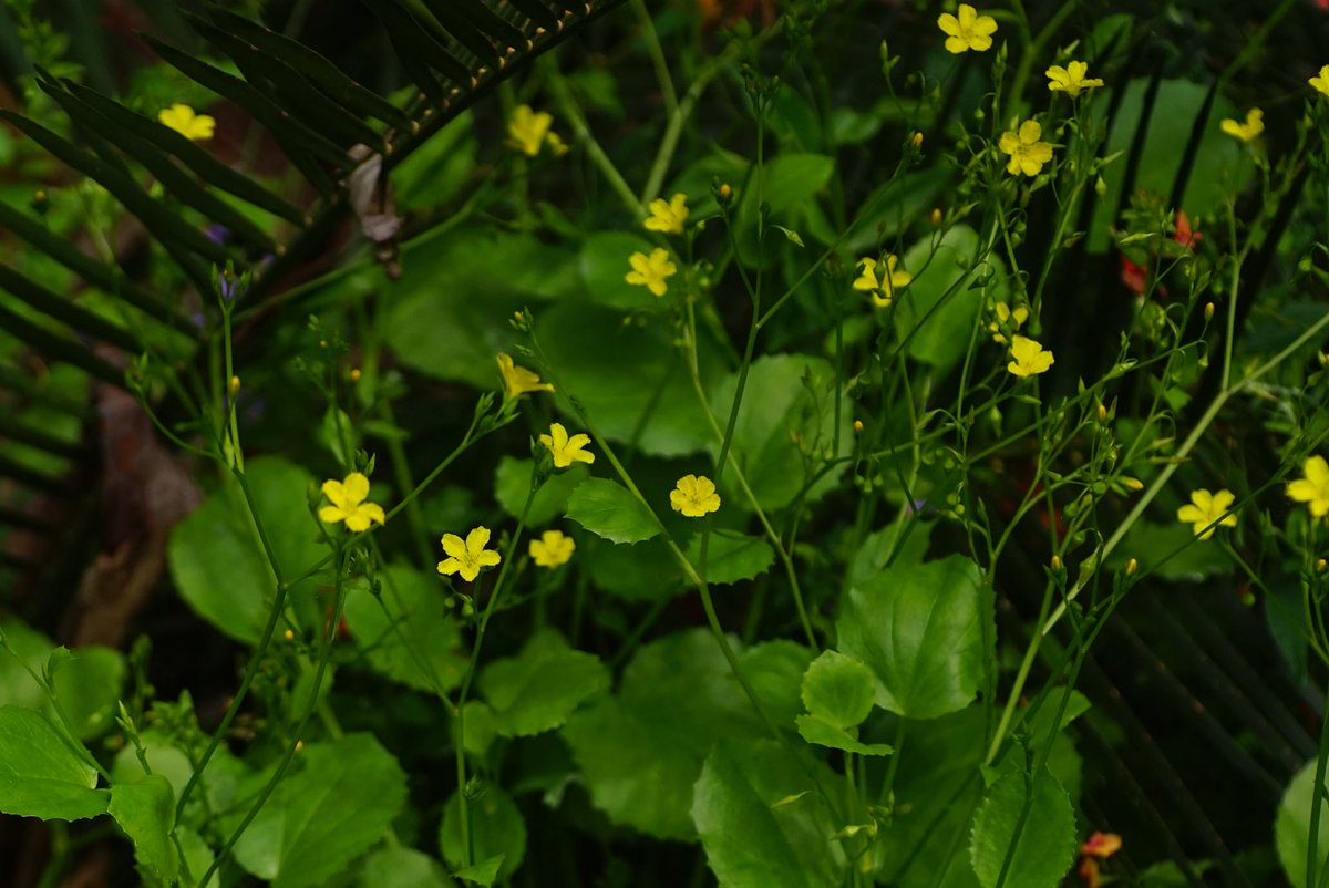 lost_in_botany's tweet photo. I’m thinking #Liparophyllum latifolium #Menyanthaceae! Popping up all over the place through the boranup forest! I’m more use to seeing this family near or in wetlands but this areas isn’t really what I would have considered a wetland 🤔 I wonder what it is exactly? https://t.co/LZp7F22fnu