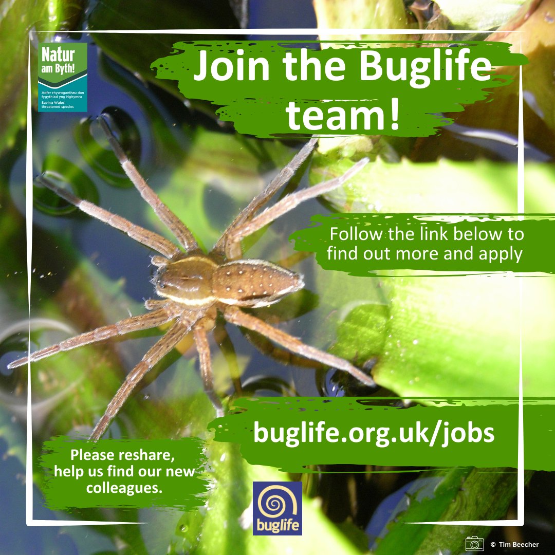 We currently have 2 very exciting opportunities to join the @BuglifeCymru team, as part of Wales' flagship conservation programme @NaturAmByth Help us to conserve & raise awareness of some of #Wales’ most rare and iconic species! 👇 buglife.org.uk/jobs/ 🔁Please reshare
