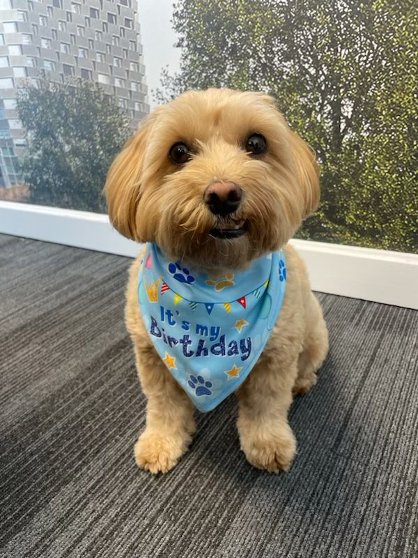 We have a very special office birthday to celebrate! Happy 3rd birthday to our Chief Happiness Officer (CHO), Crumpet! We'd like to thank him for all his hard work, it really can be tiring making the whole office smile but he never complains when there are belly rubs on tap! 👔👏