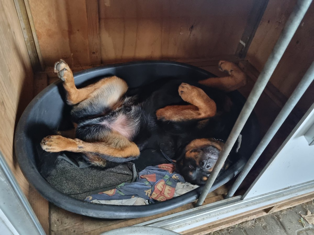 smit_evelien's tweet photo. Relax baas...het is maandag
#farmlive https://t.co/V0bceaDcgF