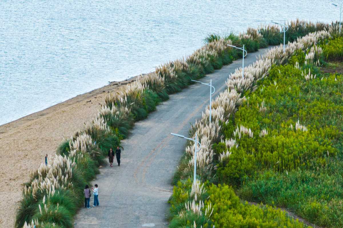 🍁Leaf-peeping season has begun! 

📍With flowering reeds along the road swaying in the wind, Meishan Bay is one of the best places in #Ningbo to enjoy vibrant autumn foliage. #AutumninNingbo