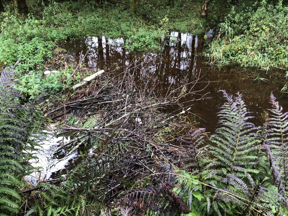 argatyredkites's tweet photo. Well, that was a wet weekend! For 2 days our farm track became a river. Thankfully the beavers dammed like crazy, slowed the flow &amp; reduced damage downstream. As climate change intensifies wet winters will become more common &amp; last longer. We’ll need beavers more than ever. https://t.co/pTiXbkD9d5