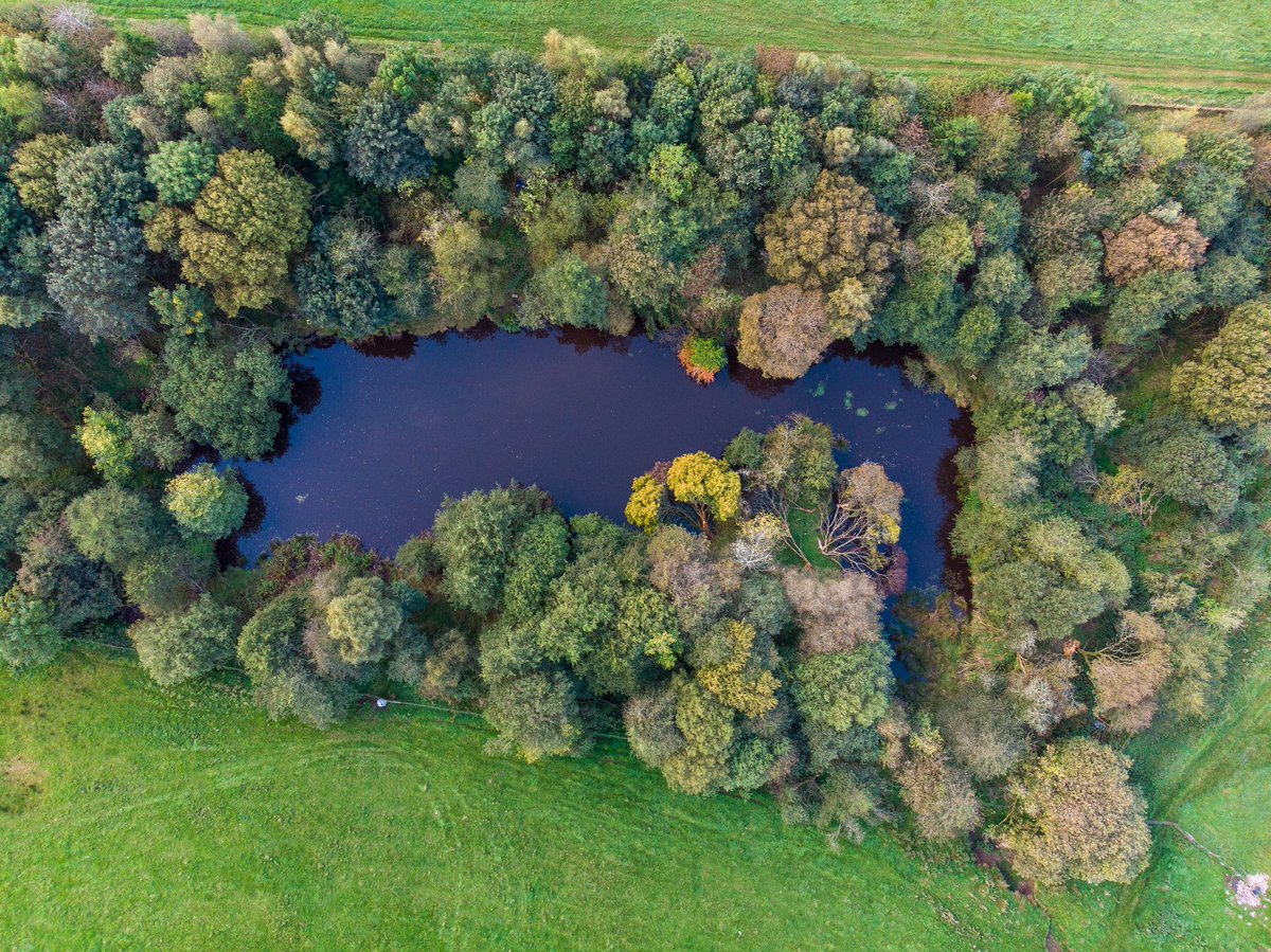 argatyredkites's tweet photo. Well, that was a wet weekend! For 2 days our farm track became a river. Thankfully the beavers dammed like crazy, slowed the flow &amp; reduced damage downstream. As climate change intensifies wet winters will become more common &amp; last longer. We’ll need beavers more than ever. https://t.co/pTiXbkD9d5