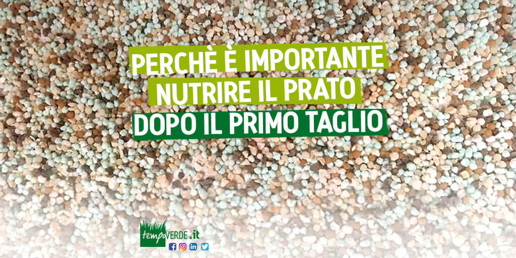 Tempoverdesrl's tweet photo. Dopo il primo #taglio il #tappetoerboso è stimolato ad accestire formando nuovi culmi e nuove foglie...
👉 https://t.co/s7TrA6Zhg3

Per maggiori info:
📷 info@tempoverde.it

#tappetierbosi #giardinieri  #tempoverde  #professionistidelverde #pratoverde  #giardinaggiochepassione https://t.co/e8bdkorFn9