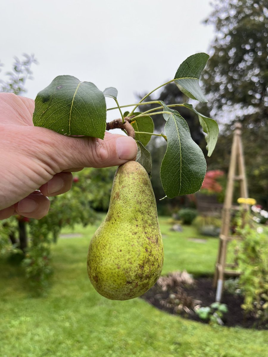 lodgegarden1's tweet photo. Today: the ceremonial picking of the one pear. https://t.co/eX9mZmCAPx