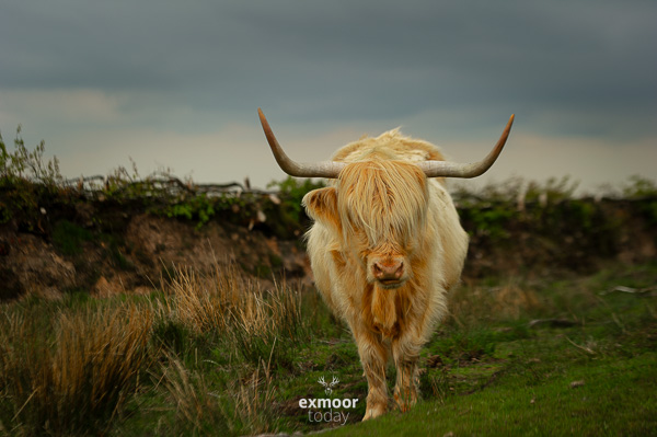 The day may have been grey, but we made a new friend : Go large - exmoor.today/20231009

#exmoor #highlandcow #highlandcattle