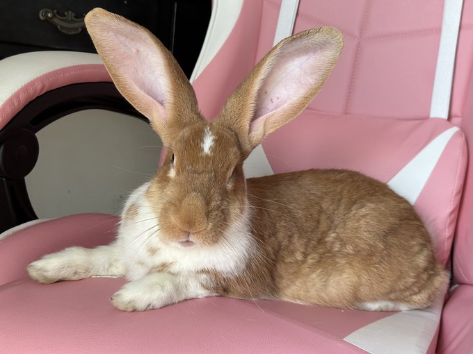 I need to buy a new chair for my makeup station. This one isn&rsquo;t mine anymore. He even pokes my leg when