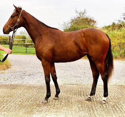 Highfield_CS's tweet image. 3 weeks to go #GoffsAutumnSale Lot 363- lovely update for our #Calyx filly-now a sister to a winner 🥇 &amp;amp; from direct family of #ModernGames #Mawj #Ultra Breeders Cup winner, Guineas winner, multiple Group 1s #whatsnottolike #homebred #thoroughbred 🐎🐎@Goffs1866 @coolmorestud