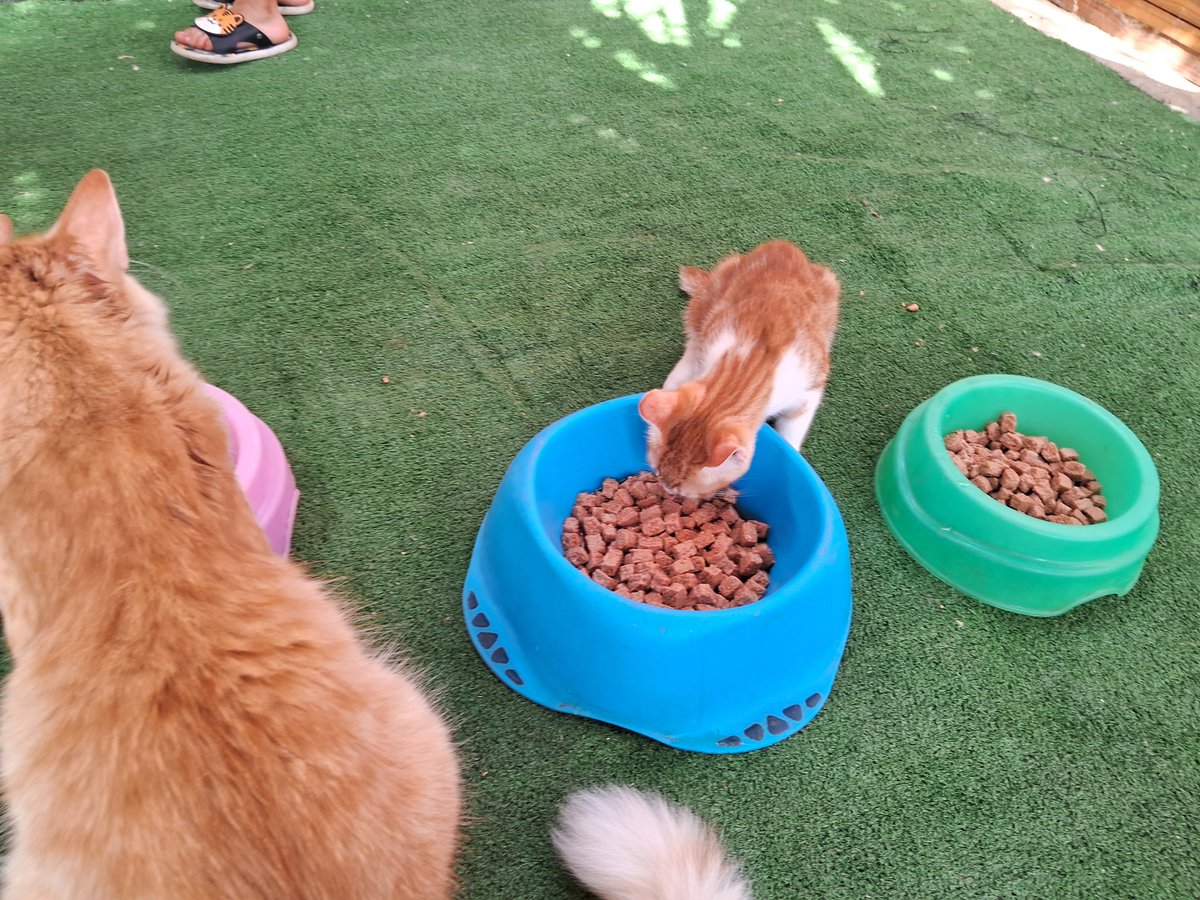 AnimalFriendsAF's tweet photo. 🚨 VERY VERY IMPORTANT 🚨
Please, please, please.
We don't have time, we need your donations, we have to secure food and needs for the cats as fast as possible, AFS cats are in serious danger.
🚨 PLEASE IT IS TOP URGENT 🚨

DONATE 🙏😿🐾
https://t.co/3a22VhG2D1 https://t.co/3xDM0I3iuW