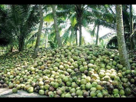 news_ghana's tweet image. Goshen Global Vision recommends students  to consider coconut farming as a viable career path. #Agriculture #advises #coconut #employment #farming  dlvr.it/SxBKZB