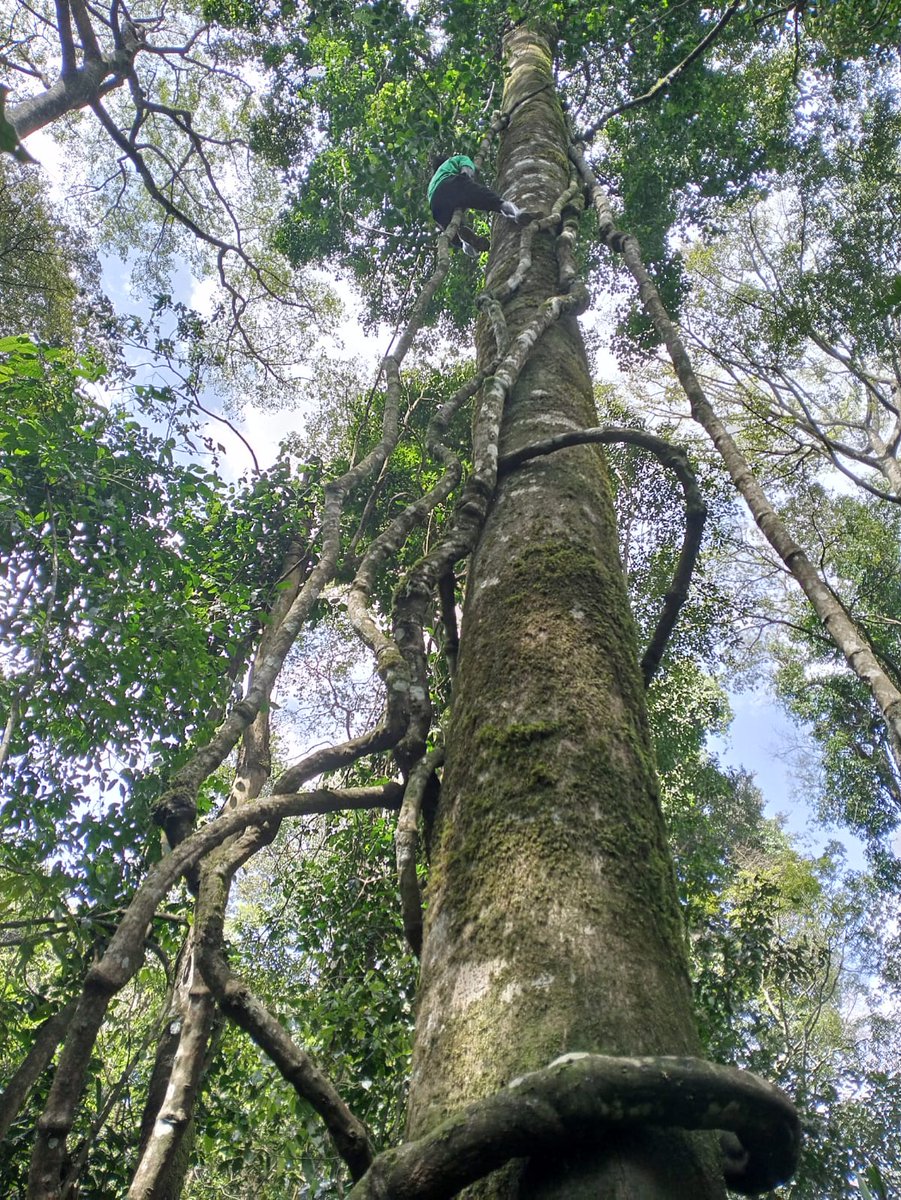 CompassAdve037's tweet photo. The climb might be tough and challenging, but the view is worth it. There is a purpose for that pain; you just can’t always see it right away. Join us #Taliikaadventures for more adventurous trips #visitkakamega #kakamegaforest
#tembeakenya https://t.co/vdYELjw1tW