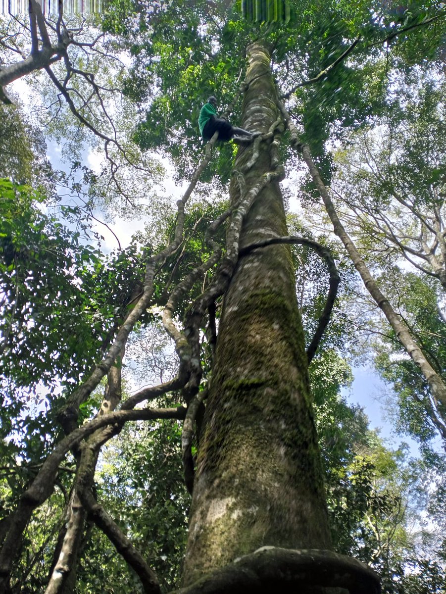 CompassAdve037's tweet photo. The climb might be tough and challenging, but the view is worth it. There is a purpose for that pain; you just can’t always see it right away. Join us #Taliikaadventures for more adventurous trips #visitkakamega #kakamegaforest
#tembeakenya https://t.co/vdYELjw1tW