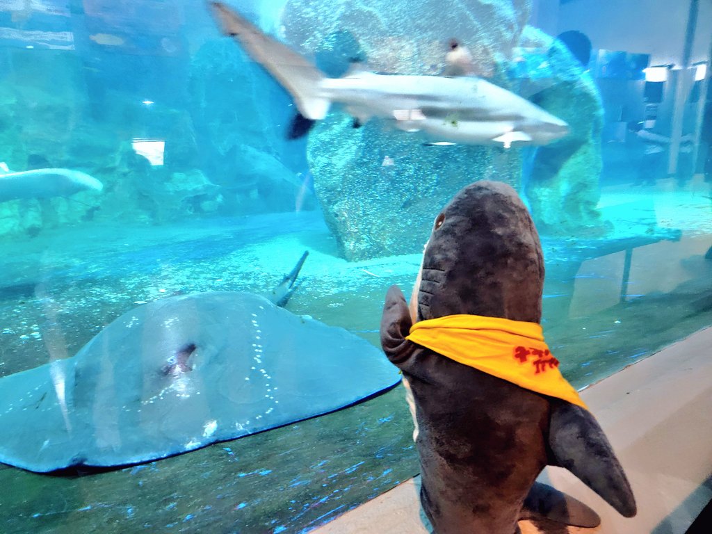 IKEAsame's tweet photo. 水族館で海の仲間たちに会ってきたよ https://t.co/mDPrDMYVN1