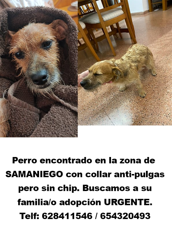 Amigos, si sois murcianos lo primero de todo, lo siento mucho, nadie tendría que pasar por algo así

Me acaban de chivar que este pequeñín con cara de cinéfilo está buscando a su familia o un hogar

Está en Alcantarilla, porque en Murcia dejan poner nombres de pueblo a cualquiera