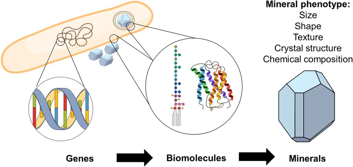 MICROBIAL BIOMINERALS possess unique traits that distinguish them from abiotic counterparts shaping the 'mineral phenotype.' Unlocking the microbial biomineralization potential could revolutionize advanced mineral production for tech applications. Here ➡️ami-journals.onlinelibrary.wiley.com/doi/10.1111/17…