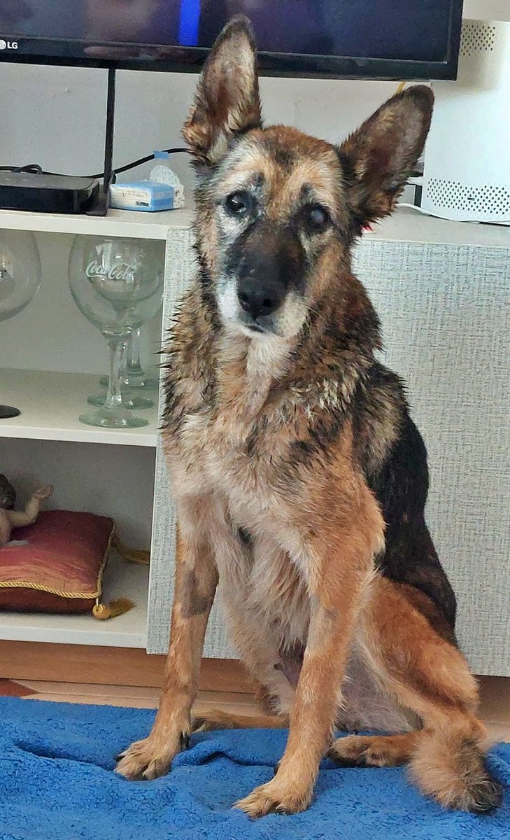 SosAbuelos1's tweet photo. #Almería 
#MariPili es una mini Pastora muy mayor, que está ahora en casa de acogida y necesita una familia generosa que le dé una oportunidad para pasar en un hogar definitivo, el tiempo que le quede de vida.

678 33 15 85 Irina https://t.co/GIssU86jGY