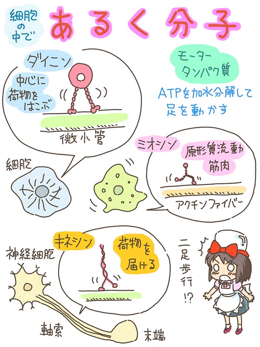 売れのこったブラウン管のおはなし。(905)

あるく分子 