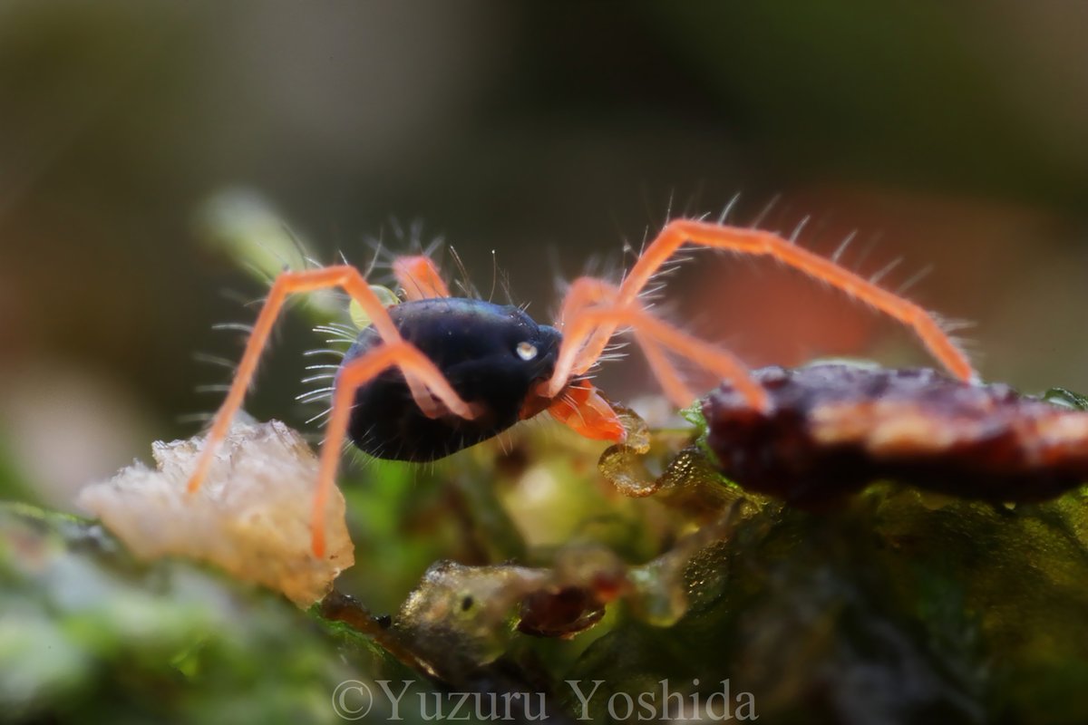 bufoninus's tweet photo. 1～3枚目ケナガミドリダニ属の一種 Linopenthaleus sp.
標高1000mほどのブナ林にて。背面の毛は長く、第一脚は体長の2倍。
集団でコケを食べていました。肛門が背面にあり、2枚目の個体の背面にある液体は排泄物です。
一方4枚目はムギダニ属で背面の毛は短く第一脚は短め。こちらは標高2000mほど。 https://t.co/dwDW2YJr8y