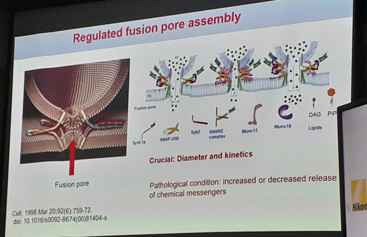 DBT_NBRC's tweet photo. #OBMT2023 | T-8
Debasis Das, TIFR-Mumbai presented his findings on "#Fusion pores and regulated #vesicular #secretion. Talked about minimalist approach, #micro-sec time resolution.
@DBTIndia @urssahu
@GhoshRoyLab https://t.co/GuCcOZjQen