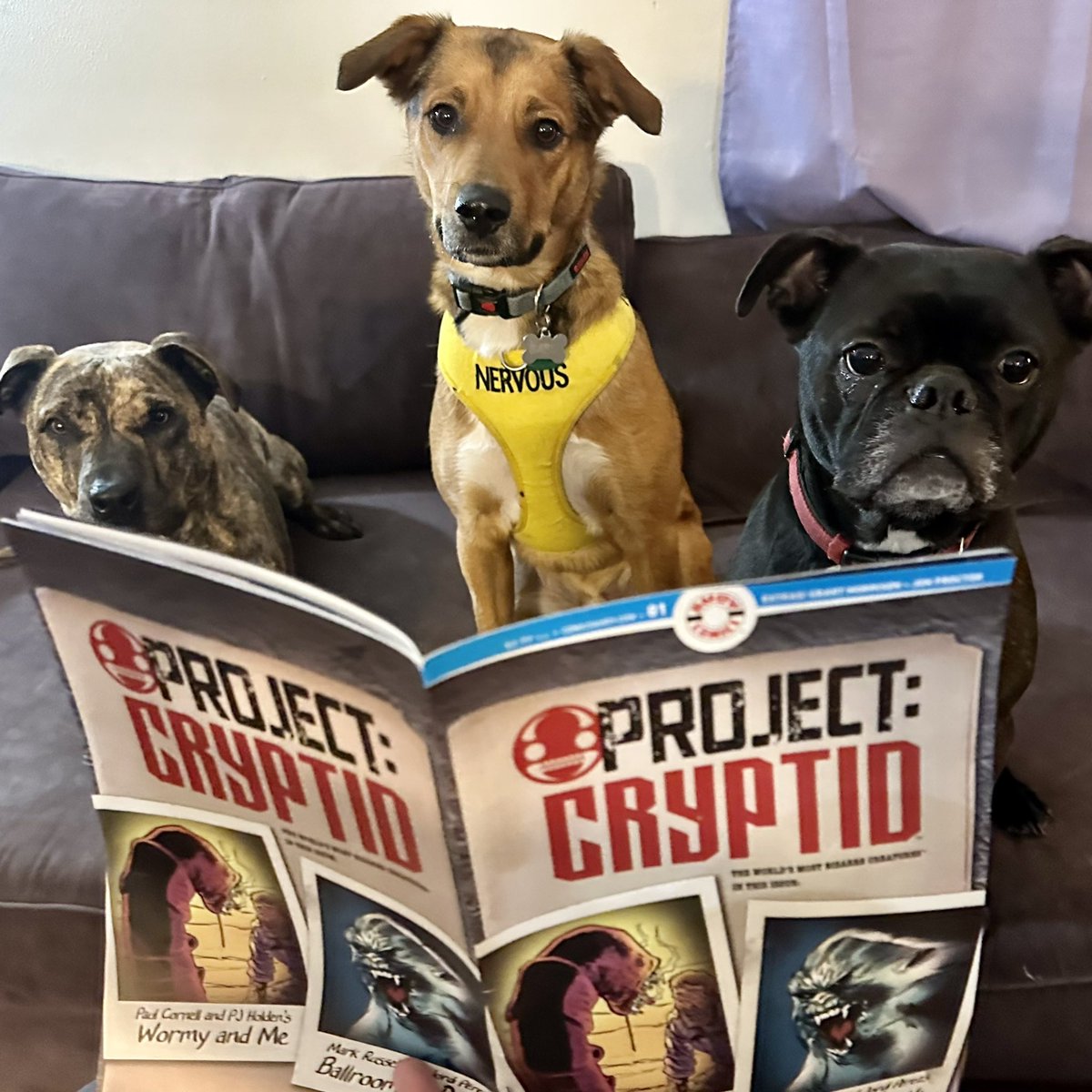 MelissaFOlson's tweet photo. Well I am just outraged. It took weeks to get my copy of @AhoyComicMags’s 1st issue of #ProjectCryptid, featuring my friends Paul Cornell and PJ Holden. Then the damn dogs got it. Now they’re saying they won’t give it back until I bring home the next issue. Dogs, man. #comics https://t.co/RvEImefgXp