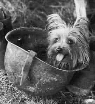 Smoky was a 4 lb, 7 inch tall, Yorkshire Terrier who served in World War II. In 1944 Smoky was found in a foxhole in the jungles of New Guinea by an American soldier who brought her back to camp and sold her to Corporal William A. Wynne for $6.44. For the next 2 years Smoky lived…