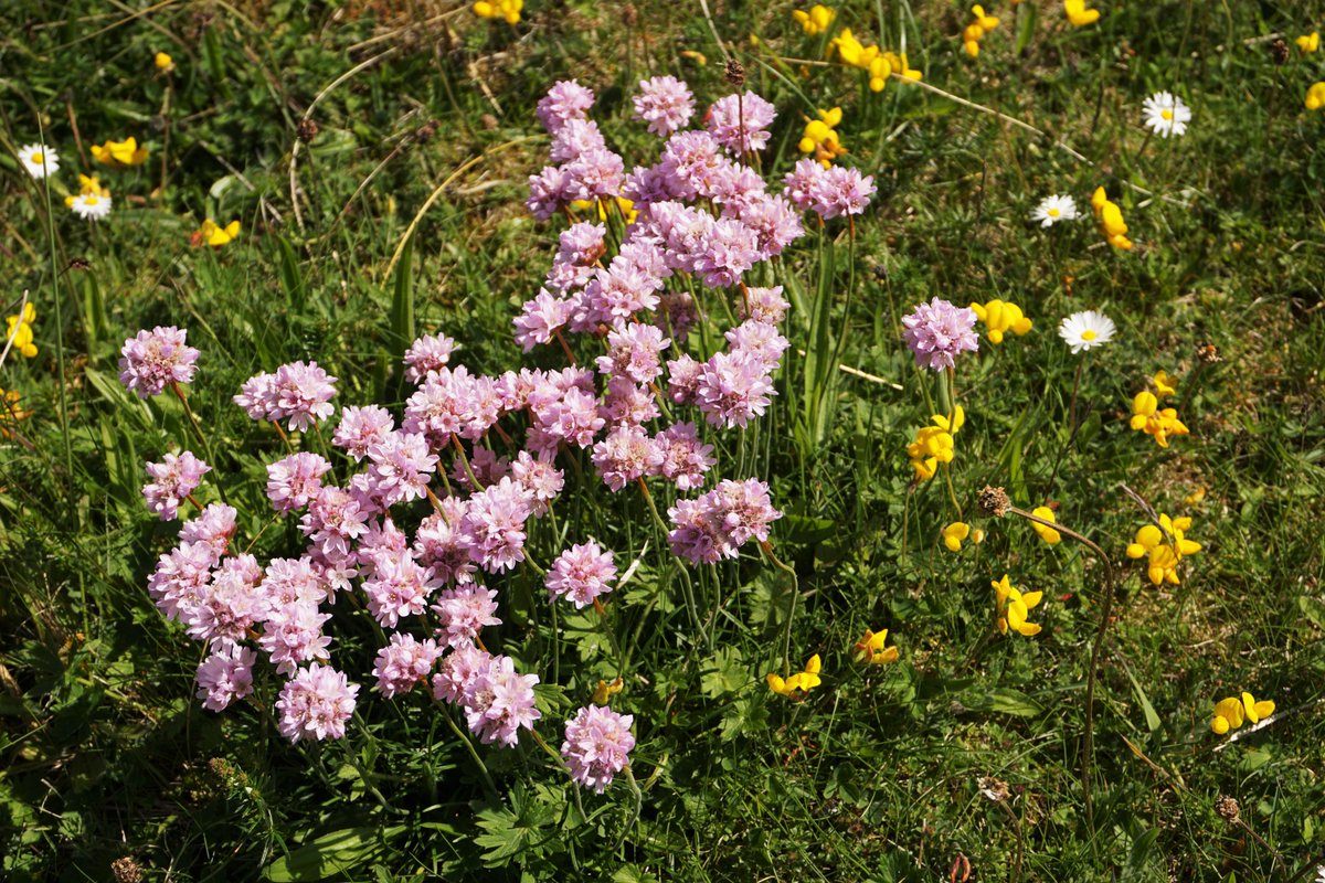 JNCC_UK's tweet photo. Following our event 'Restoring Scotland's Nature' with @nature_scot, hosted by @ArianeBurgessHI, read our blog from Interim Chair, Charles Banner KC, who reflects on the value of collaborative working in integrating the #ValueOfNature into decision making https://t.co/3qLrMXM7sA https://t.co/VheZAnrow2