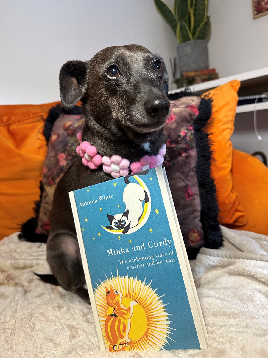 CBGHeritage's tweet photo. 🌞You know it's a good cat book when even Zena can't stop reading it...🌙

Witty and enchanting, Antonia White's loving tale about a writer and her two very mischievous kittens has just been reissued by @ViragoBooks , complete with the original 1950s illustrations! https://t.co/buuPSjQFcC