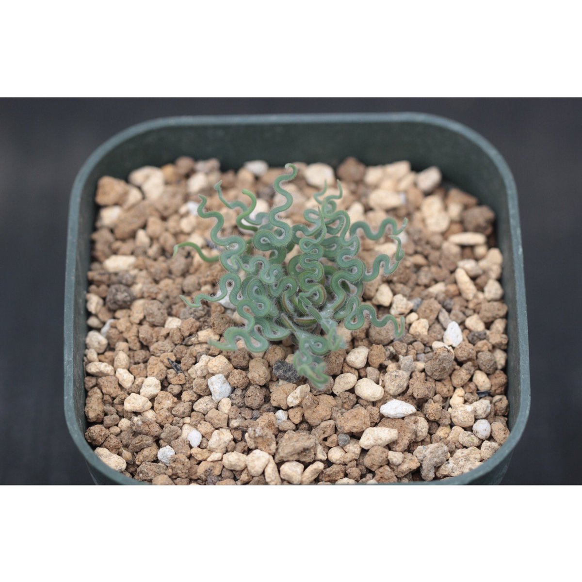 OhgiNursery's tweet photo. Trachyandra sp. Kliprand/トラキアンドラ未同定種クリップランド産　

トラキアンドラの中で最も面白い種ではないかと思います。

先程、一部のケープバルブやペラルゴニウムの在庫を追加いたしました。

どうぞよろしくお願いいたします。

#trachyandra #succulents #トラキアンドラ #多肉植物 https://t.co/oniMbF6iB9