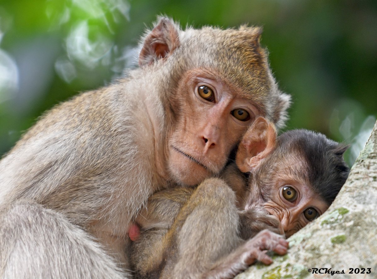 Just arrive at our field site at Kosumpee Forest Park, NE Thailand where we (<a href="/Wa_NPRC/">Washington National Biomedical Research Center</a>), and our colleagues at Mahasarakham U. (<a href="/MsuUniversity/">Mahasarakham University</a>), have been monitoring the long-tailed macaque popul for >10 yrs. Now preparing for our 12th annual field course - begins in a couple days