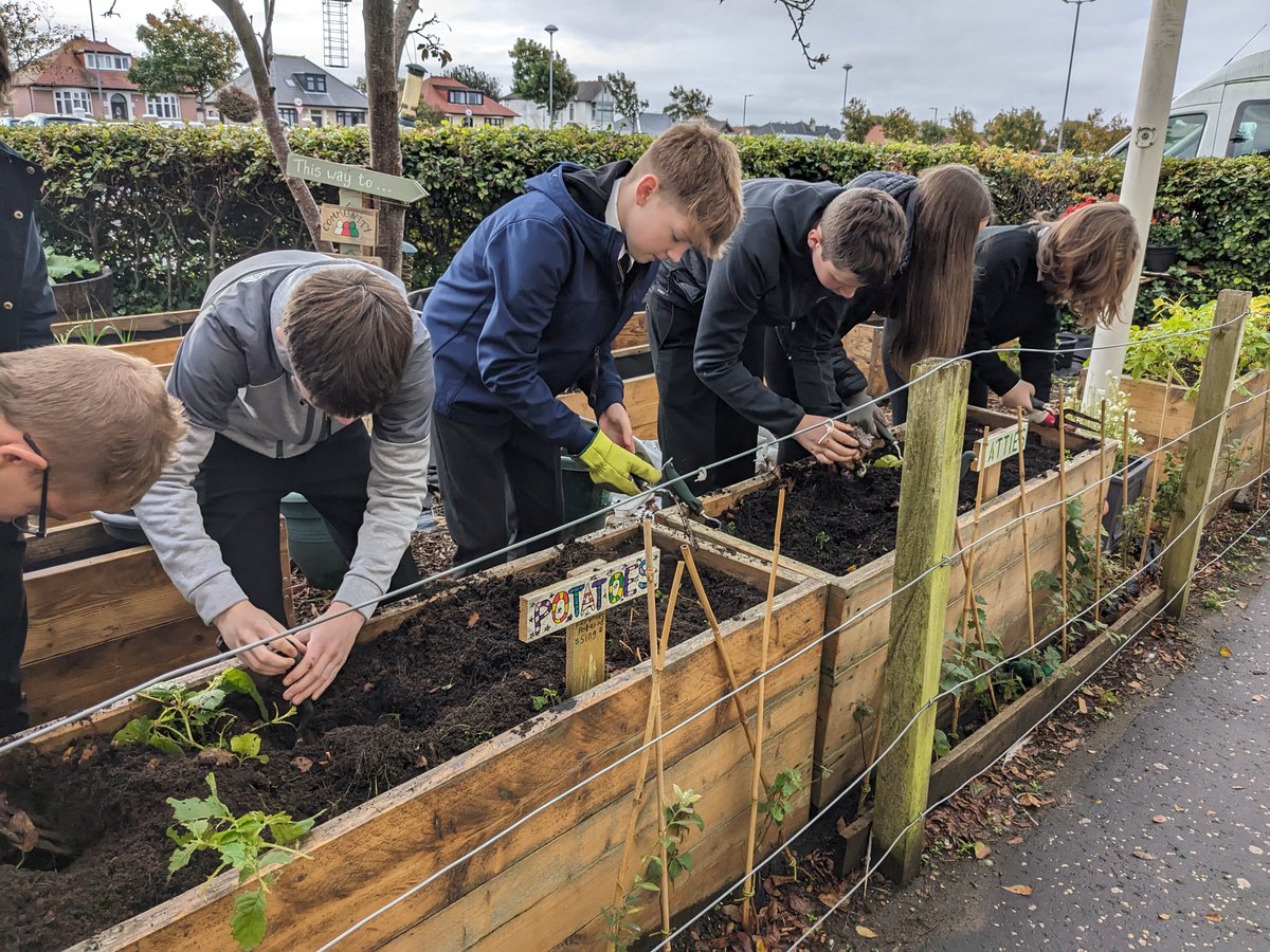 StmattsASN's tweet photo. S3 pupils have been busy this morning harvesting the potatoes they planted back in June. Thank you to Fairlie community gardens for kindly providing us with the tubers during last year’s Skills Academy. Looking forward to sampling some of these beauties next lesson! 😋 https://t.co/UOaeBKsANU