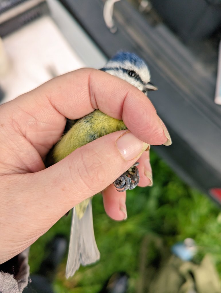LAlexandra_UK's tweet photo. This little guy got me PRETTY good 😂 Full on tip of finger (under the nail) good 😖

Still a cutie though! ♥️

Measurements taken, shiny little bracelet (ring) added &amp; safely released to continue on with it's day. *All under license*

#conservation #birds #birdringing #SCIENCE https://t.co/PiGfpYeZGv