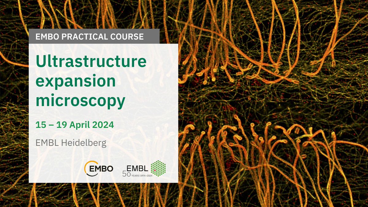 Have you ever wanted to see the organelle architecture in cells using a simple fluorescence microscope? If so, this workshop is for you! We are organizing an EMBO workshop on Ultrastructure Expansion Microscopy (U-ExM). Registration is now open: embl.org/about/info/cou…
