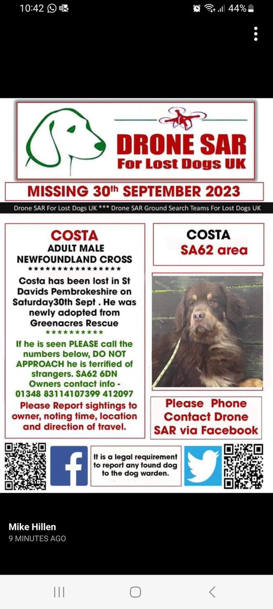 ❌ MISSING NEWFOUNDLAND CROSS IN WALES. ❌ Costa is an adult, male #NewfoundlandX who went #missing on the 30th September, 2023 from the #Berea area, #StDavids #Pembrokeshire #SA62 #Wales. He was newly adopted.😢 PLEASE CALL THE NUMBER BELOW IF SEEN. 🔽 💥 DO NOT CHASE/SHOUT/CALL