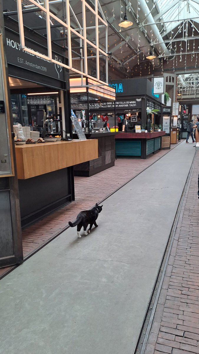 Nnv1__'s tweet photo. 本日のねこさま
これからお昼時のフードホールをのんびりと🐈️
#foodhallen #DeHallen
#Amsterdam https://t.co/5X8FA6F7rW