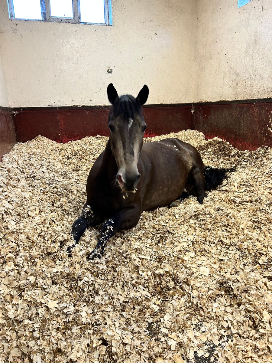 MerPolMounted's tweet image. After cutting both back legs in the field 9 weeks ago Amber has had some great news this week. She has her last bandage taken off her hind leg and can now start coming back into work slowly. 
#StandTall #PHAmber #SheGotUsedToTheTimeOff #BackToWork