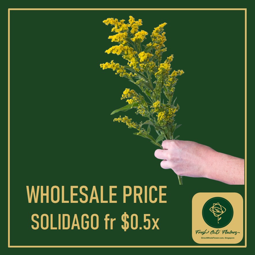 dwfgroup's tweet photo. Solidago or yellow phoenix flowers are joyful. Filler flowers like Solidago give wedding bouquets, centerpieces, and other floral arrangements a natural look. It's a florist favorite because it brightens bouquets. https://t.co/TPqadSimzO