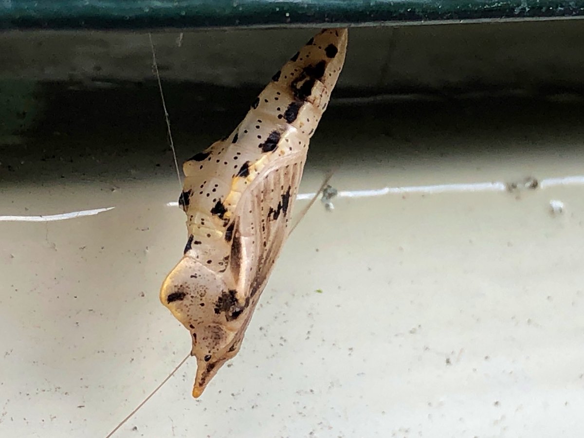 Dit jaar iets minder koolplanten 🌱 en groenbemesters in de tuin. Vele #rupsen 🐛 van het groot en klein #koolwitje 🦋 hebben de planten kaal gegeten en zoeken nu een plek om te #verpoppen; onder de dakrand, in het kozijn, en zelfs binnen in huis hangen de poppen 👏🏼😊