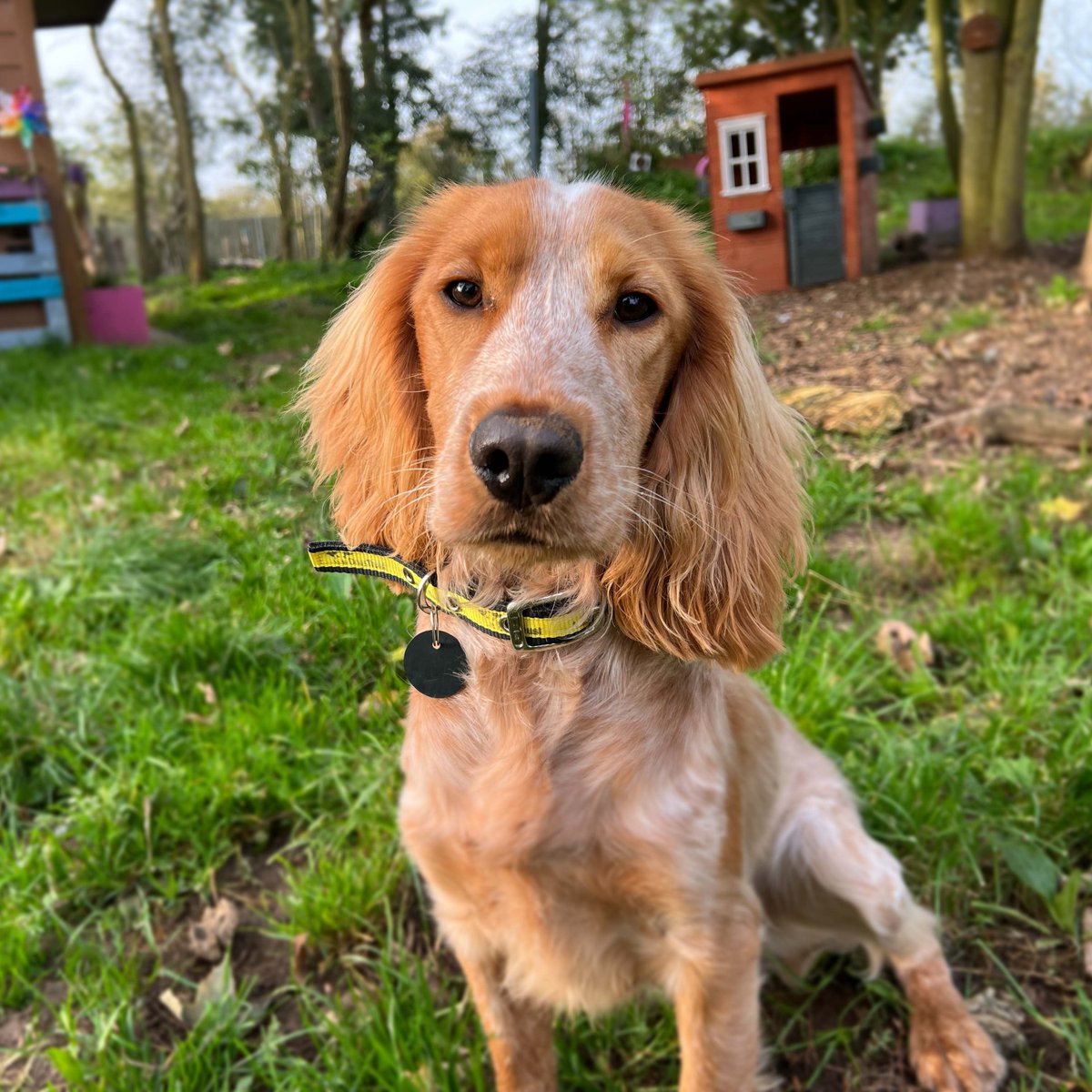 Ollie is hoping you're all having a fab start to the week! 🙌 Ollie has just started his search for a new forever home, but we have a feeling he won't be available for long 🥰 #HappyMonday #SpanielLove #DogsTrust