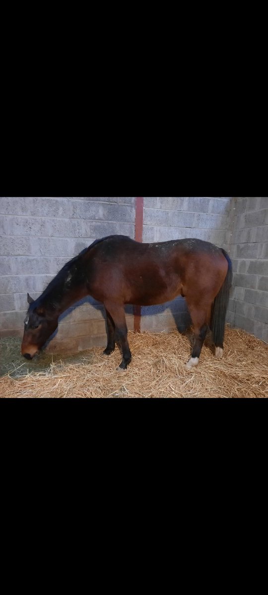 @WestwoodLee @KelsoRacecourse @captainnash @Danny_Willett @jardineracing @SquinlanSean Delighted to have played a small part in Sluggers journey having bought him as a foal and raised him. Congrats to all connections, hopefully he continues to be lucky.