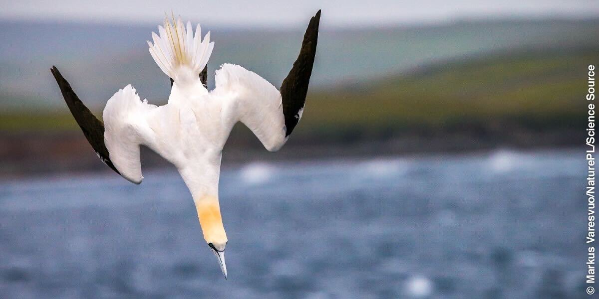 Discover how Northern Gannets adapt their dive tactics when hunting various prey types in this recent article by Kyle d’Entremont, a CABE and Montevecchi Lab alumni, published in PLOS ONE! <a href="/MemorialUSci/">Faculty of Science, Memorial University</a> 

journals.plos.org/plosone/articl…